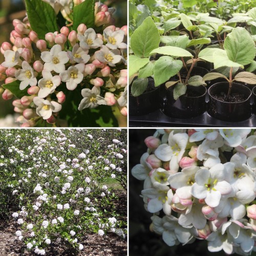 Viburnum Anne Russell x 1 Plants White Pink Burkwood Fragrant Flowers Screening Flowering Scented Hedging burkwoodii Cottage Garden Shrubs Berries 